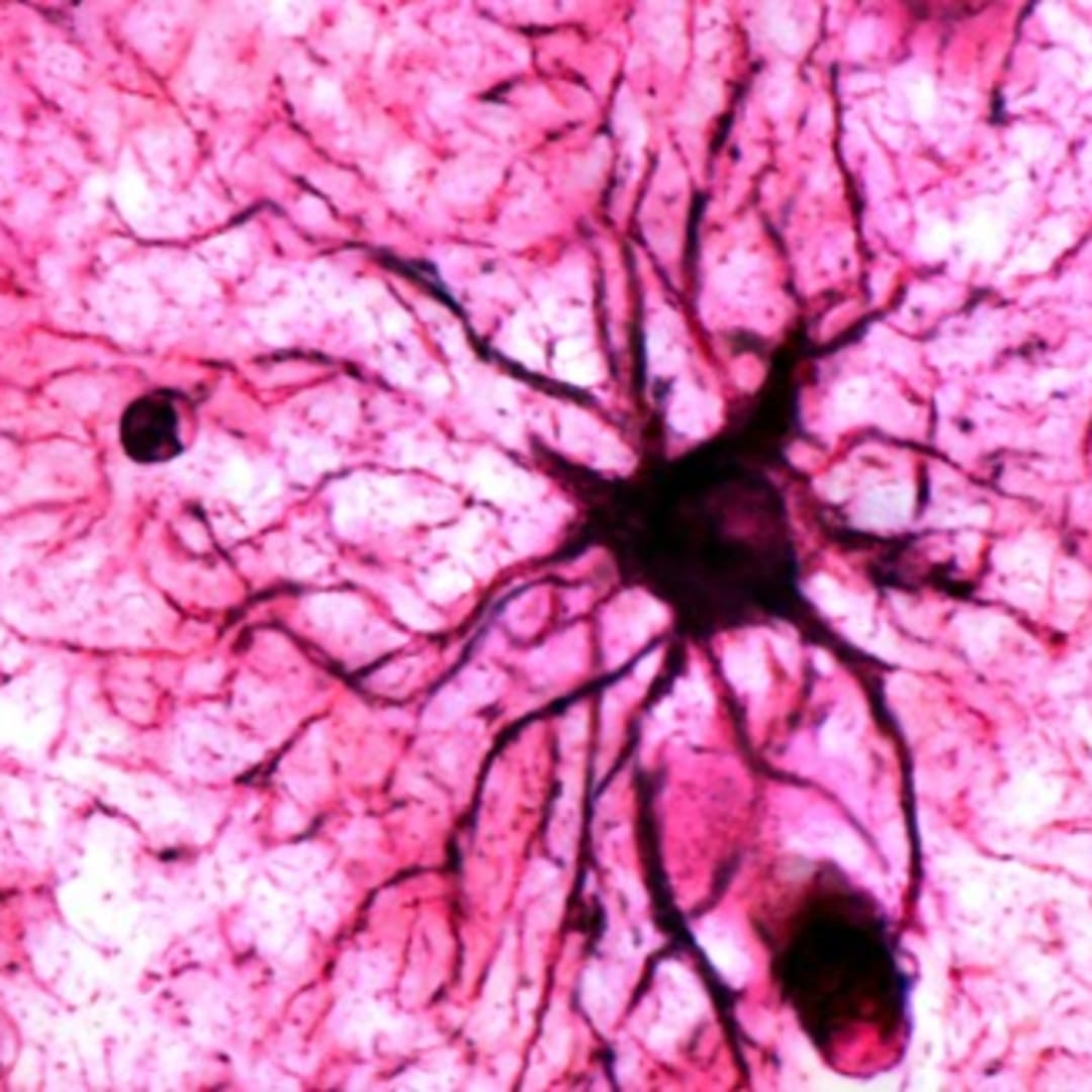 Astrocytes: Sel Otak Kunci Penstabil Memori Emosional Jangka Panjang