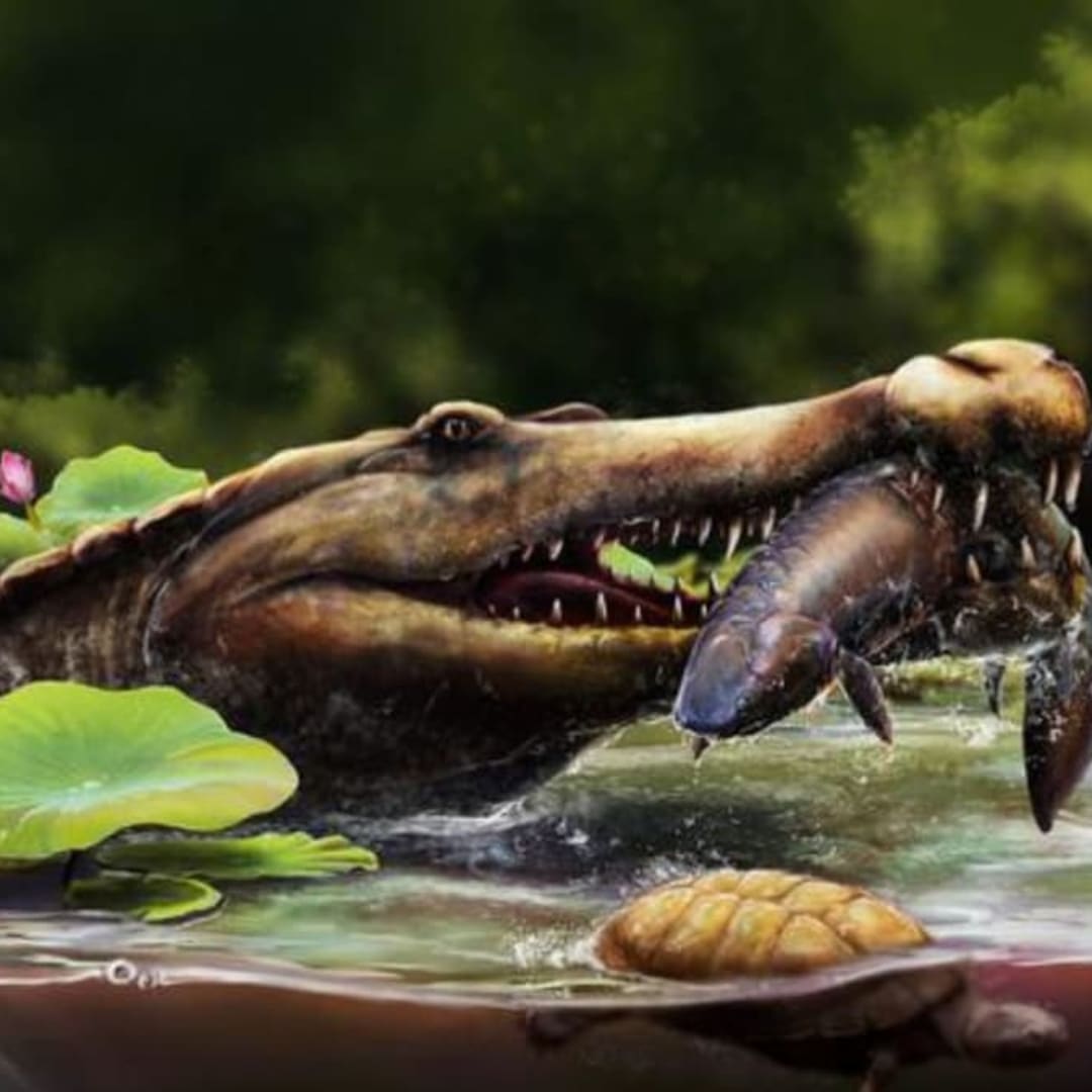 Penemuan Buaya Purba Wadisuchus di Mesir Ungkap Evolusi Awal Dyrosauridae