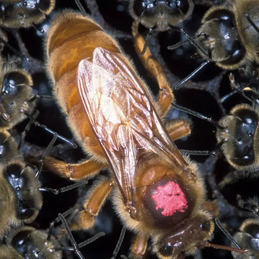 Virus Ratu Lebah Jadi Pemicu Supersedure, Solusi Pheromone Sintetis Ditawarkan