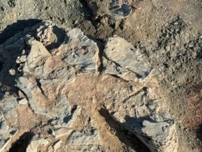 Jejak Raksasa Dinosaurus di Mongolia Ungkap Hadrosaurid Lebih Besar dari T-Rex