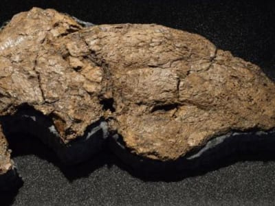 Penemuan Kembali Tengkorak Burung Raksasa Diatryma dalam Koleksi Museum Jerman
