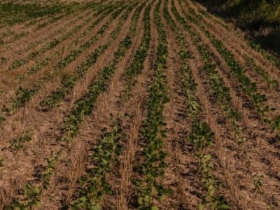 Argentina Pangkas Pajak Ekspor Jagung dan Kedelai untuk Dukung Petani Terdampak Kekeringan