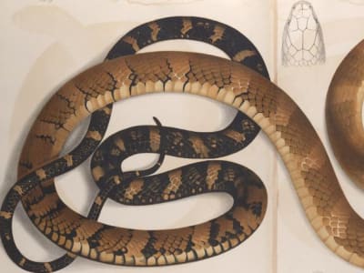 Reklasifikasi King Cobra: Ular Berbisa Terpanjang Kini Jadi Empat Spesies