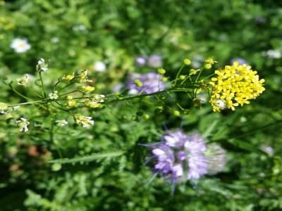 UMass Amherst Kembangkan Tanaman Cepat Tumbuh untuk Menyerap Nikel Bantu Energi Hijau