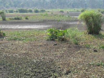 Penemuan Sistem Pertanian Jagung Monokultur Canggih di Amazon
