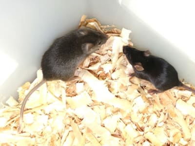 Ilmuwan Cina Ciptakan Tikus dengan Dua Ayah, Harapan Baru Konservasi dan Medis