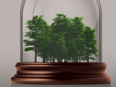 Microsoft dan Chestnut Carbon Berkolaborasi Selamatkan Bumi Lewat Penanaman Pohon