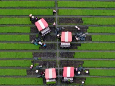 Metode Baru Regulasi Hormon Tingkatkan Panen Padi di Tanah Salin