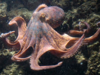 Penelitian Ungkap Rahasia Kromosom Kuno yang Tentukan Jenis Kelamin Gurita