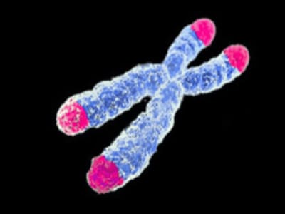 Tikus Genetik Dengan Telomer Manusia Jadi Kunci Riset Anti-Penuaan