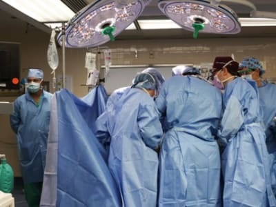 Uji Klinis Transplantasi Ginjal Babi: Harapan Baru Penyembuhan Gagal Ginjal