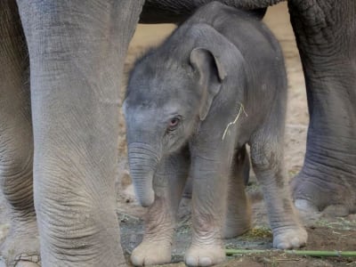 Kelahiran Bayi Gajah Asia di Kebun Binatang Oregon Jadi Harapan Baru Konservasi