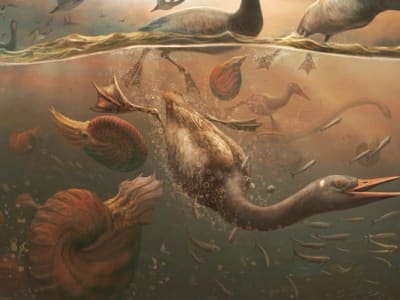 Fosil Vegavis, Burung Modern Tertua dari Antarktika Awal Kapur