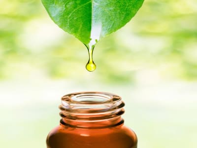 Tumbuhan Obat Masa Depan yang Bisa Mengubah Dunia Medis Kita