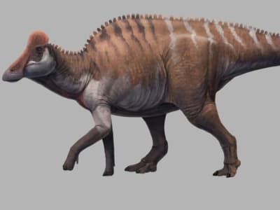 Penemuan Langka Fosil Dinosaurus Bebek 70 Juta Tahun di Tiongkok Selatan