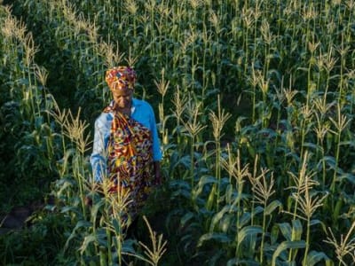 Bagaimana AI Membantu Petani Afrika Mengatasi Tantangan Pertanian dan Pangan