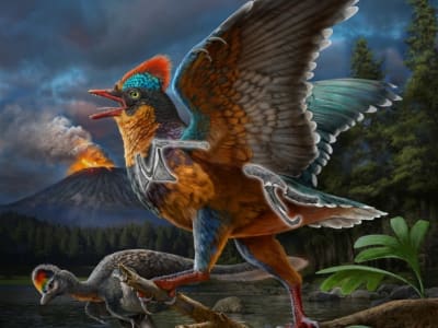Penemuan Baminornis Ubah Pandangan Tentang Evolusi Burung Jurassic
