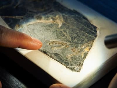 Penemuan Fosil Burung Tertua Ungkap Evolusi Dinosaurus ke Burung
