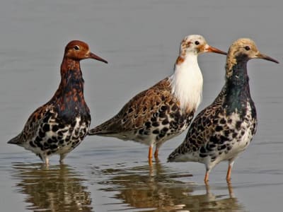 Satu Gen Tentukan Perilaku dan Penampilan Jantan Berbeda Pada Burung Ruffs