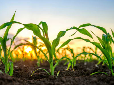 Tether Tawarkan Akuisisi Mayoritas Adecoagro, Langkah Besar di Sektor Pertanian