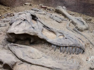 Fosil Predator Kuno Ungkap Ekosistem Unik Australia Zaman Dinosaurus