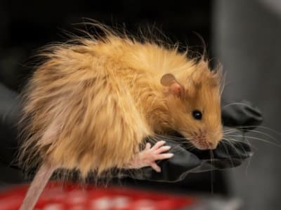 Tikus Berbulu Jadi Langkah Awal Misi Menghidupkan Mammoth Kembali
