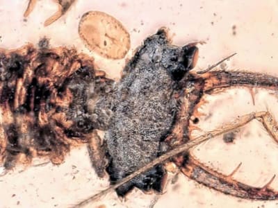Mata Canggih Larva Lacewing Zaman Dinosaurus Ungkap Evolusi Penglihatan