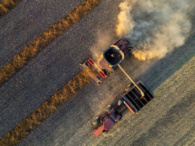 Tarif China Sebabkan Harga Canola Kanada Merosot Drastis