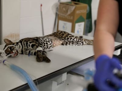 Upaya Menyelamatkan Ocelot Langka di Texas Lewat Teknologi Reproduksi Modern