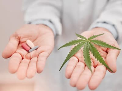 Terpene Ganja Jadi Harapan Baru Atasi Nyeri Kronis Tanpa Efek ‘High’