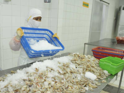 KKP Ajukan Peninjauan Tarif Bea Masuk Anti-Dumping Udang ke AS