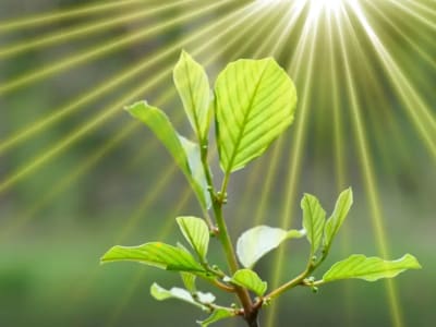 Peneliti Menciptakan Fotosintesis Buatan untuk Energi Masa Depan Bersih