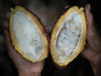 Petani Kakao Indonesia Hadapi Perubahan Iklim dengan Inovasi dan Kolaborasi