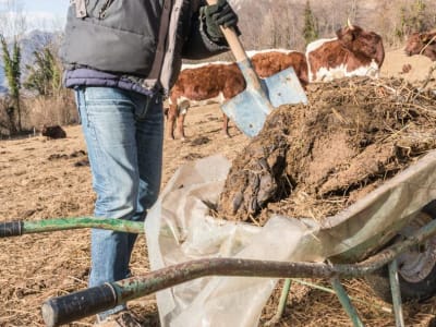 Mengubah Kotoran Sapi Jadi Bahan Bakar Hidrogen Ramah Lingkungan di Hokkaido