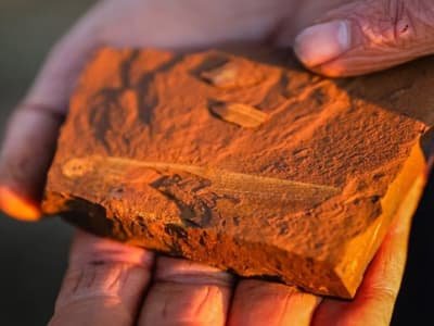 Penemuan Fosil Ikan Air Tawar 15 Juta Tahun di Australia Ungkap Ekosistem Kuno