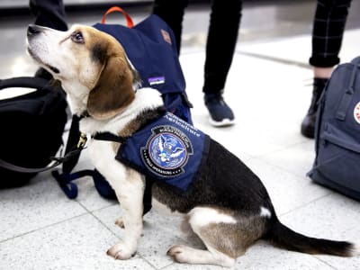 Pemutusan Staf USDA Mengancam Keamanan Pangan dan Pertanian AS