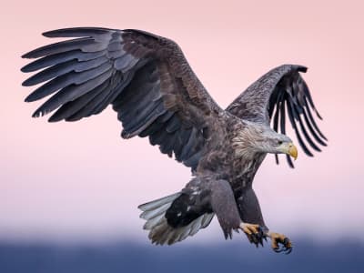 Inovasi Flap Terinspirasi Bulu Burung Perbaiki Stabilitas Pesawat Saat Stalling