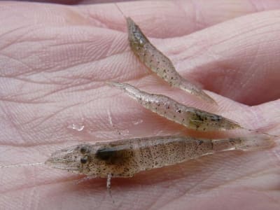 Indonesia Optimalkan Potensi Udang untuk Jadi Juara Pasar Perikanan Dunia