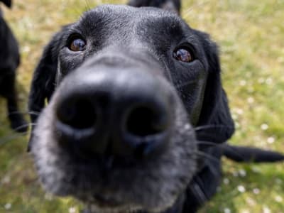 Anjing Deteksi Bakteri: Solusi Baru untuk Penderita Fibrosis Kistik