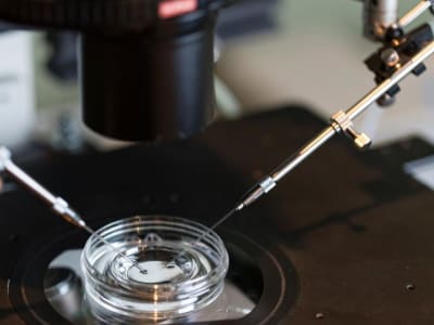 Glikan Alami Tingkatkan Umur Sperma dan Efisiensi Fertilisasi IVF