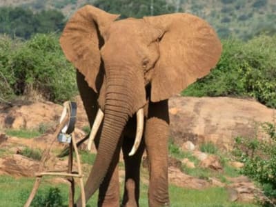 Rahasia Gajah Afrika Hemat Energi dalam Mencari Makan di Alam Liar