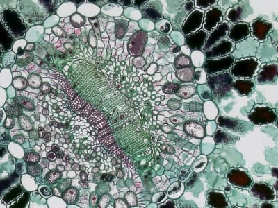Penemuan Efek Kuantum pada Tryptophan: Kunci Komputasi Biologis Supercepat