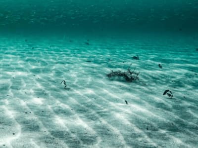 Menghidupkan Kembali Alga Purba: Menguak Rahasia Ekosistem Laut Baltik 7.000 Tahun Lalu