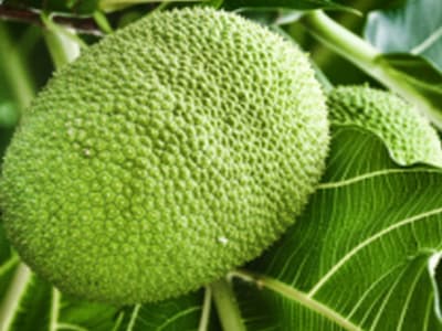 Buah Sukun, Superfood Tropis Indonesia yang Jadi Solusi Krisis Pangan Dunia