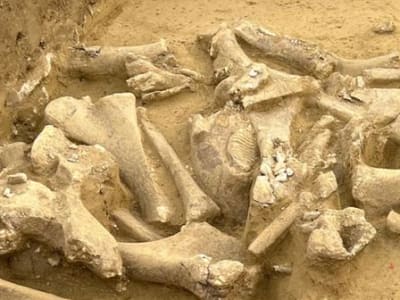 Penemuan Situs Prasejarah di Austria Ungkap Cara Manusia Purba Olah Mamut