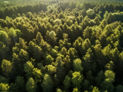 Mengapa Saham Weyerhaeuser (WY) Dinilai Terlalu Mahal dan Berisiko