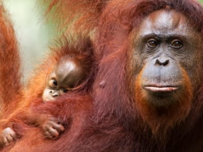 Terobosan: Genom Lengkap Enam Spesies Kera Lengkap Setelah 25 Tahun