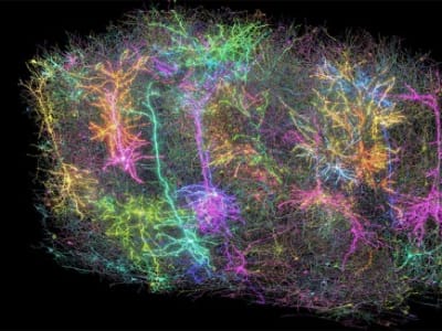 Pemetaan Otak Tikus Secara Detail Ungkap Aktivitas dan Konektivitas Neuron