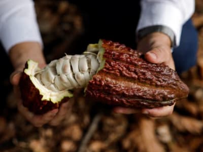 Brasil Siap Jadi Raja Kakao Dunia dengan Ladang Super Besar di Bahia