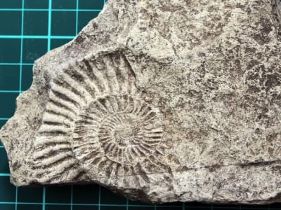 Anak 7 Tahun Temukan Fosil Laut Jurassic yang Menginspirasi dari Halaman Rumahnya